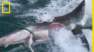 Chez le requin, le cannibalisme est plus courant qu'on ne le pense