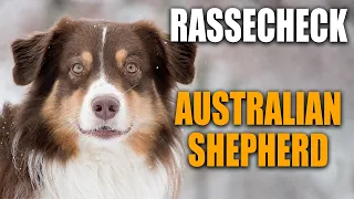 Rassecheck  - Australian Shepherd - Red Merle, Blue Merle - Rasseportrait, Rassebeschreibung