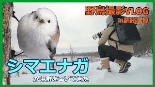 野鳥撮影Vlog 「冬の釧路湿原を歩く」雪の妖精シマエナガ、キバシリ、ゴジュウカラなど　 北海道遠征最終日 | Birding in Kushiro Marsh,Hokkaido,Japan