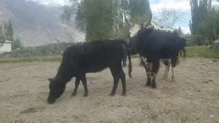 Bull Try With Cow First Time || Animals Earth ||