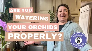 Are You Watering Your Orchids Properly?