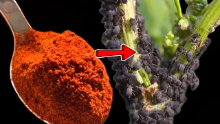 Just 1 tablespoon and the aphids are gone forever! The best natural solution against pests