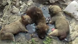 When These Tiny Puppies Got Stuck In A Pool Of Tar, They Could Only Cry For Help As Time Was Running