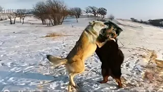 Tibetan Mastiff against Himalayan Wolf