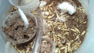 Solenopsis Geminata - 3000 Fire Ants vs 250+ Waxworms!!