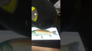 Беззубик съел рыбу
