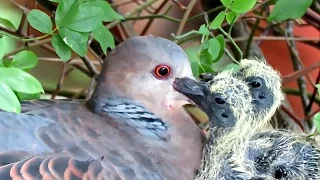 野鳥：キジバトの繁殖-営巣から雛の巣立ちまで-／Wild Birds: Breeding of Oriental Turtle Dove