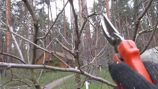 Обрезка сливы.  ПРОСТОЙ СПОСОБ СДЕРЖИВАТЬ ВЫСОТУ 10лет подряд.