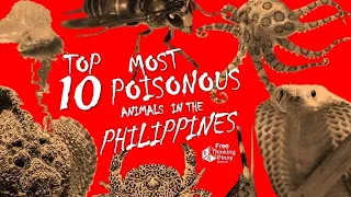 TOP 10 MOST POISONOUS ANIMALS IN THE PHILIPPINES | Nakalalason at Delikadong Hayop sa Pilipinas