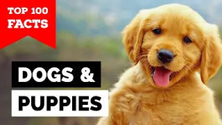 100 Interesting Facts About Dogs & Puppies