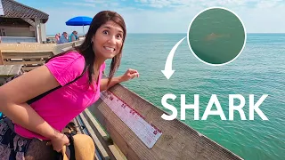 SHARK AT THE BEACH in South Carolina 🦈 (vlog 3)