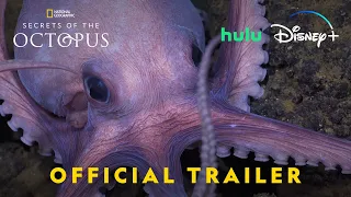 Secrets of the Octopus | Official Trailer | National Geographic