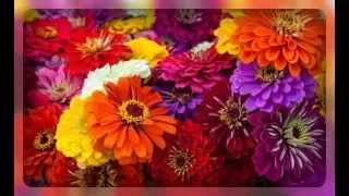 Цинния - изящный и яркий наряд для вашего цветника