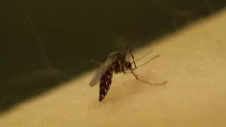 Recent rain brought the mosquitos, what’s the best way to fight back against these pesky bugs?