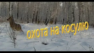 Охота на косулю