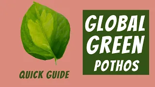 Global Green Pothos Care Guide | Epipremnum Aureum 101 | Light, Water, Soil & More