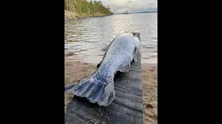 Рыбалка в Карелии, Лето 2022, Топ Озеро