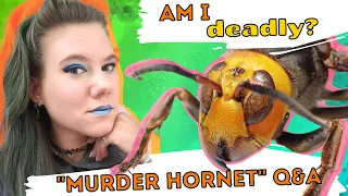 How Bad is the "Murder Hornet" Sting? & Other Questions