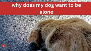 why does my dog want to be alone? 🐕‍🦺 #dogs #pets #animals