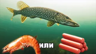 Рыбалка ПРОСТО ШОК! Вот на Что Можно Ловить Щуку! ЗРЕЛИЩНЫЕ АТАКИ ЩУК🐟Реакция рыбы. Подводная съёмка