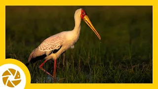 YELLOW BILLED STORK with GUTS . The Chobe River, Botswana. Pangolin Photo Safaris Photo Tips Series.