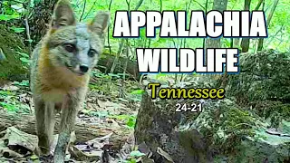 Appalachia Wildlife Video 24-21 of As The Ridge Turns in the Foothills of the Smoky Mountains