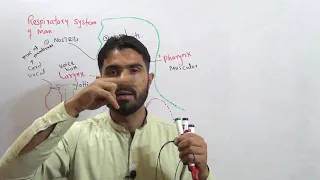 Respiratory system of Man and how voice is produced in Larynx Voice box Lec1 Chap14 Bio2