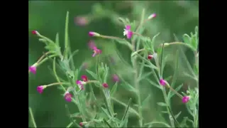 Kleinblütiges Weidenröschen, Heilpflanze