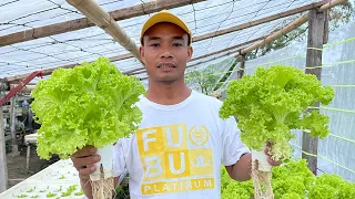 BACKYARD FARMING, PWEDE PALANG KAPALIT NG DAY JOB!