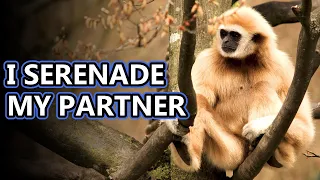 Gibbon facts: The Small Apes | Animal Fact Files