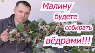 Первая весенняя подкормка малины, от которой зависит урожай.