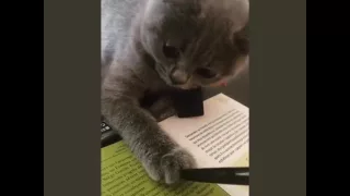 Cat helps with studying