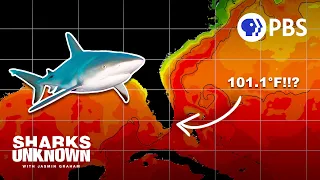 How does a record-breaking ocean heat wave impact sharks?