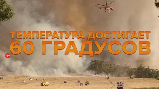 В Австралии аномальная жара