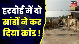 Hardoi News : दो सांडों ने कर दिया कांड !, प्रशासन की बढ़ गई मुश्किलें | UP News | Hindi News