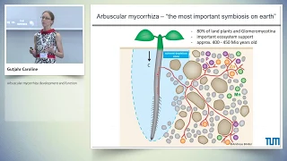 Arbuscular mycorrhiza development and function