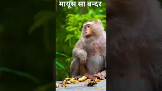 so said monkey watch for end YouTube short video