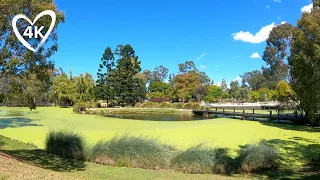 Gold Coast Botanic Garden Walk [4K]. Lake & Sanctuary Virtual Tour With Natural Sounds