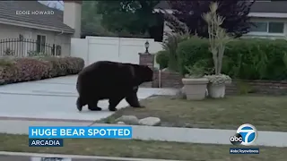 Huge bear casually roams SoCal neighborhood