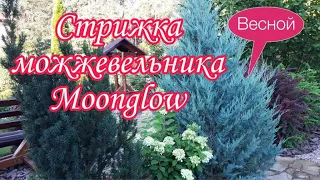 Как ускорить Рост Хвойных?Это реально?Обрезка можжевельника MOONGLOW.Когда провожу обрезку весной.