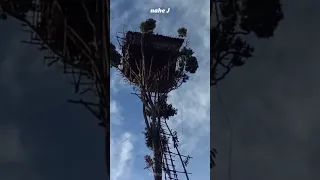 This Tribe Living in Tree Houses / Korowai Tribe