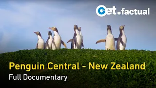 Penguin Central: Full Nature Documentary