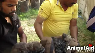 Stuck for hours in rock solid tar, puppies rescued Watch til the end