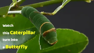 Watch this Caterpillar Turn Into A Butterfly - Papilio Demoleus - Metamorphosis - Lime swallowtail