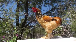 My rooster Chickebutt