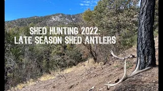 Arizona Shed Hunting 2022: Late Season Shed Antlers