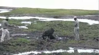 Rescuing an elephant baby in Chobe National Park