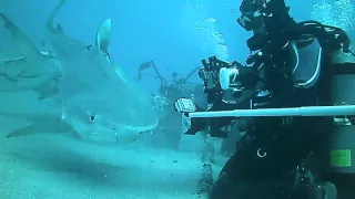 TIGER SHARK EATS GOPRO CAMERA  !!