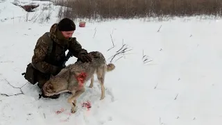 Волк не бросает своих, история раненой волчицы и ее стаи