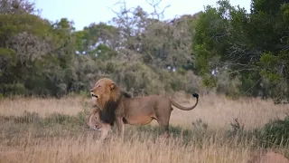 Big lions Southern male vs Nomadic male fight.